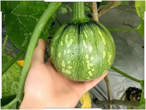 娱乐小葱花吃瓜